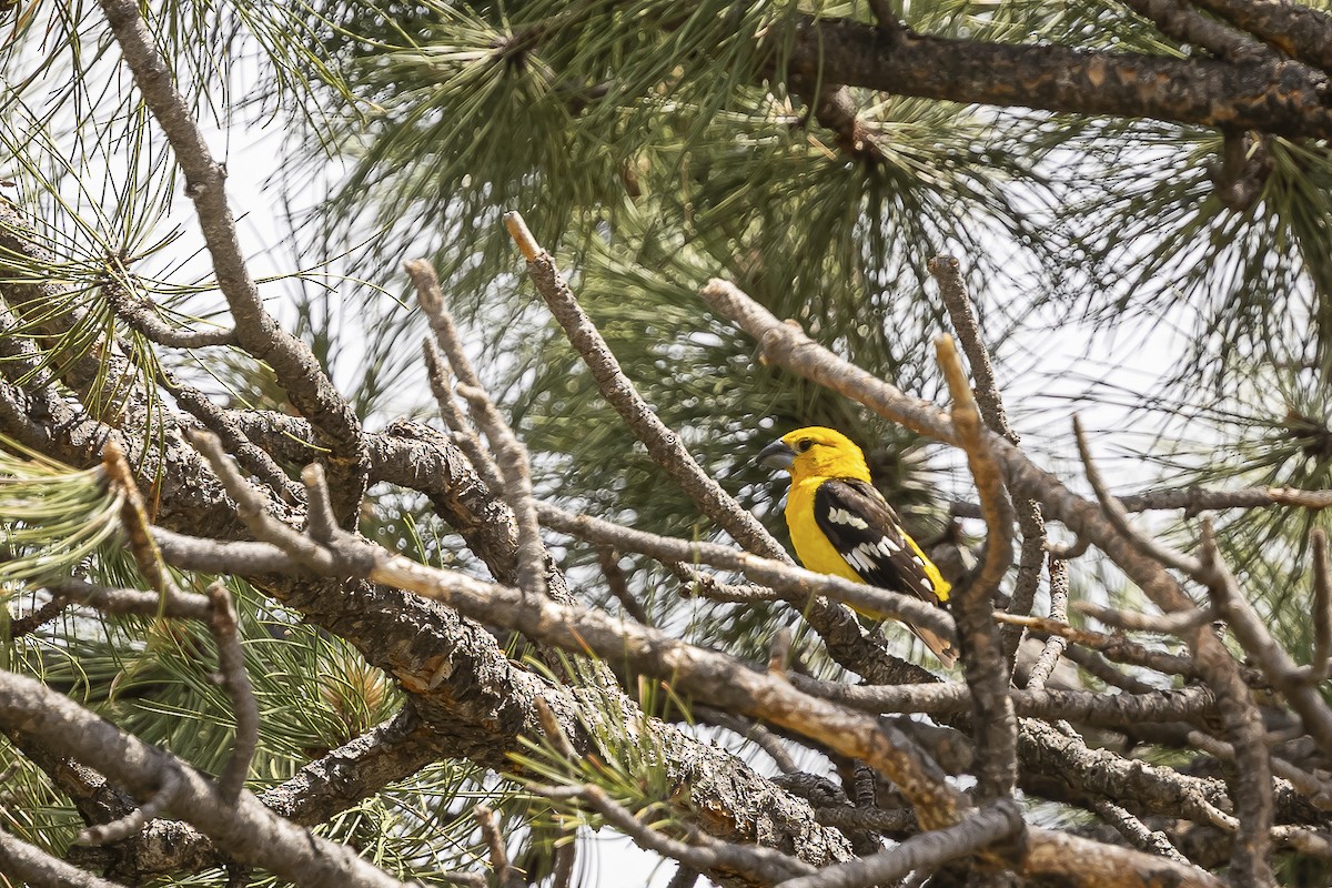 Yellow Grosbeak - ML638388170
