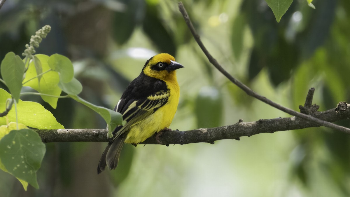 Baglafecht Weaver - ML638388196