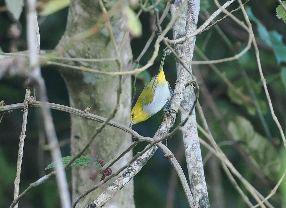 Yellow-spectacled Heleia - ML638388198