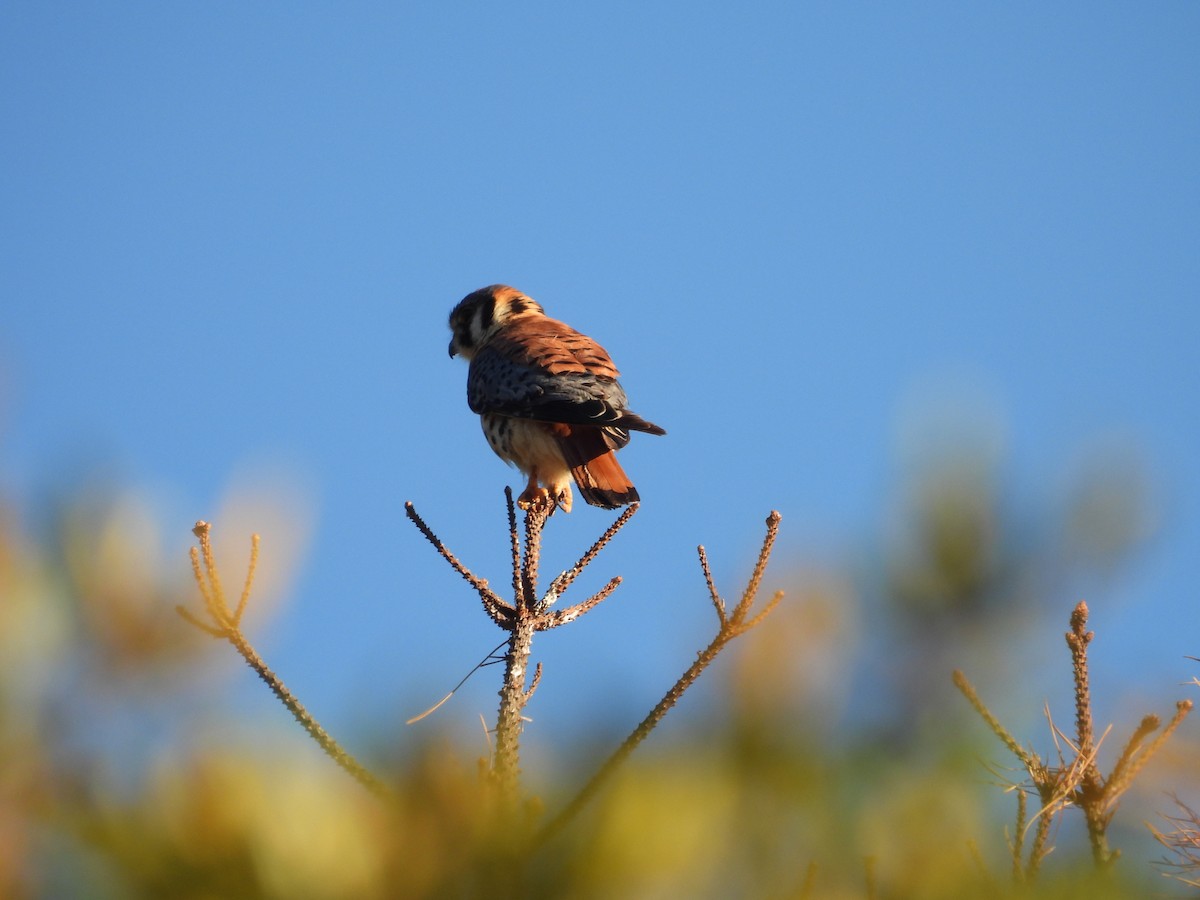 American Kestrel - ML638388200