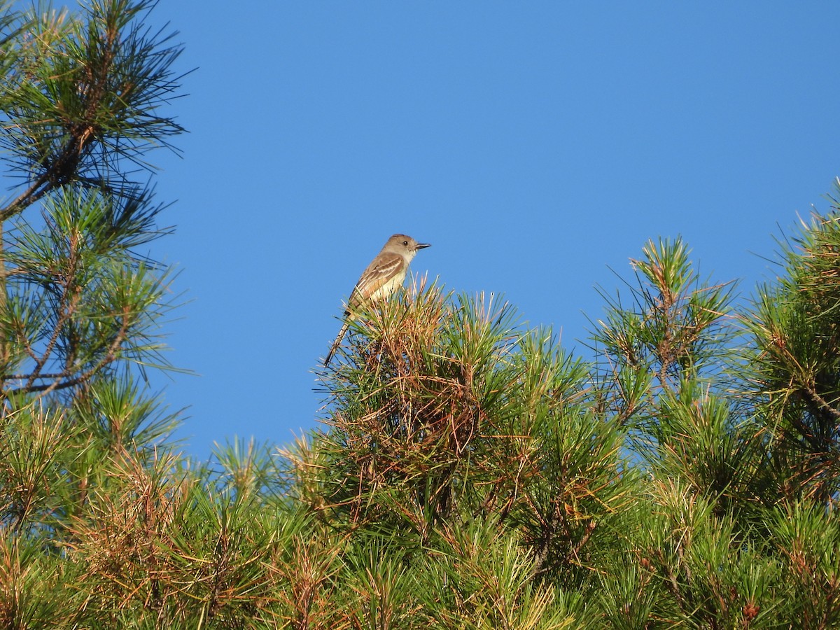 Ash-throated Flycatcher - ML638388204