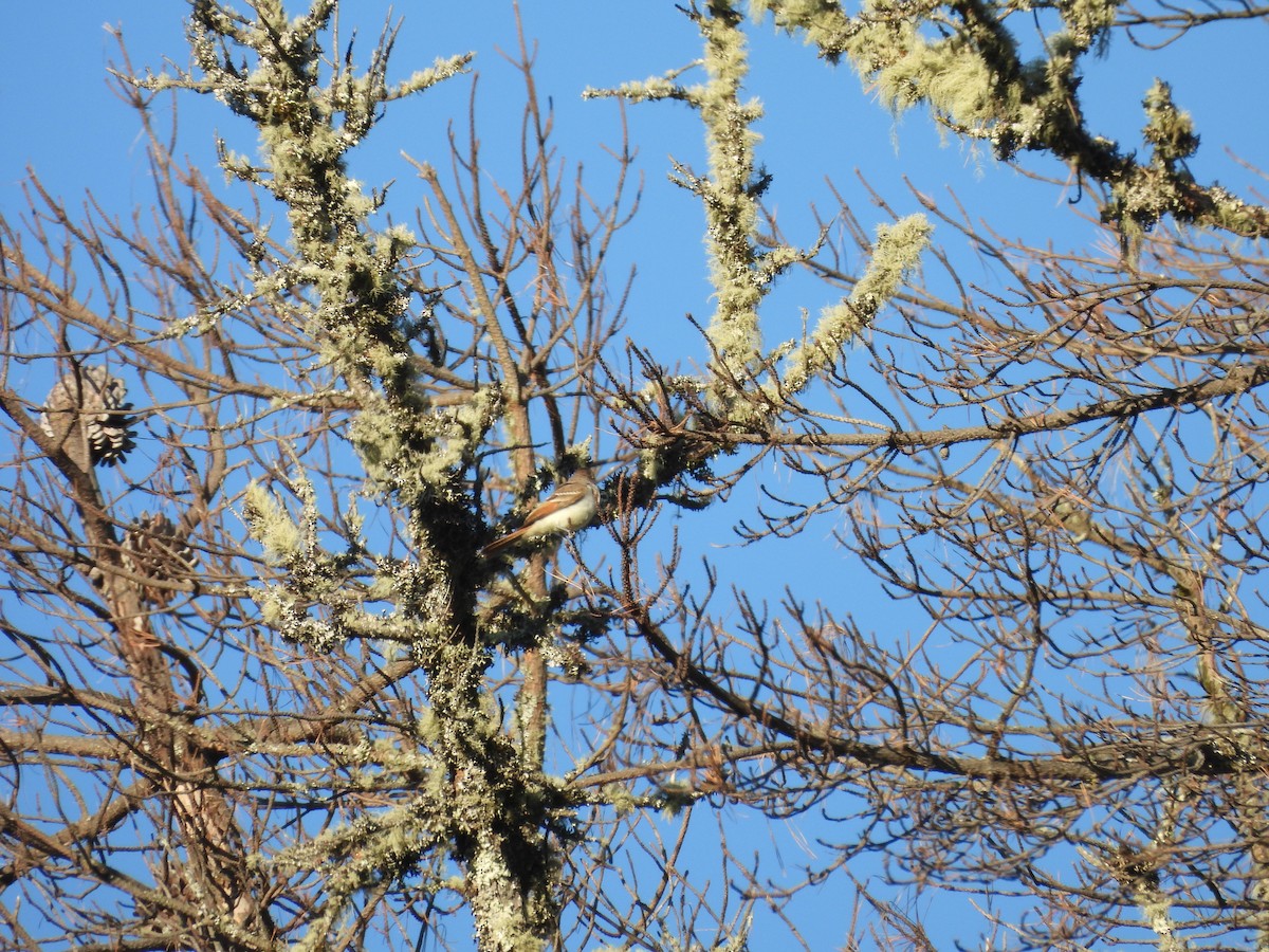 Ash-throated Flycatcher - ML638388205