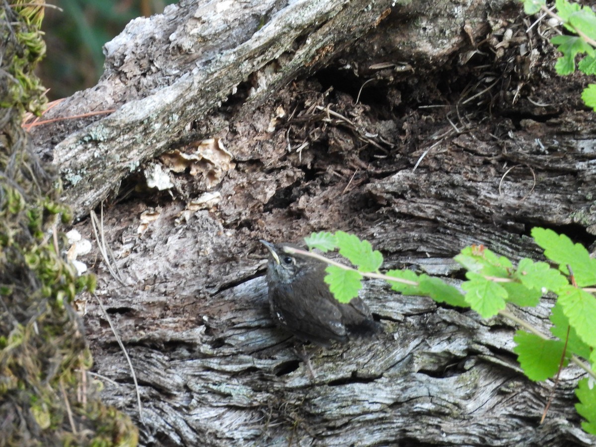 Bewick's Wren - ML638388206
