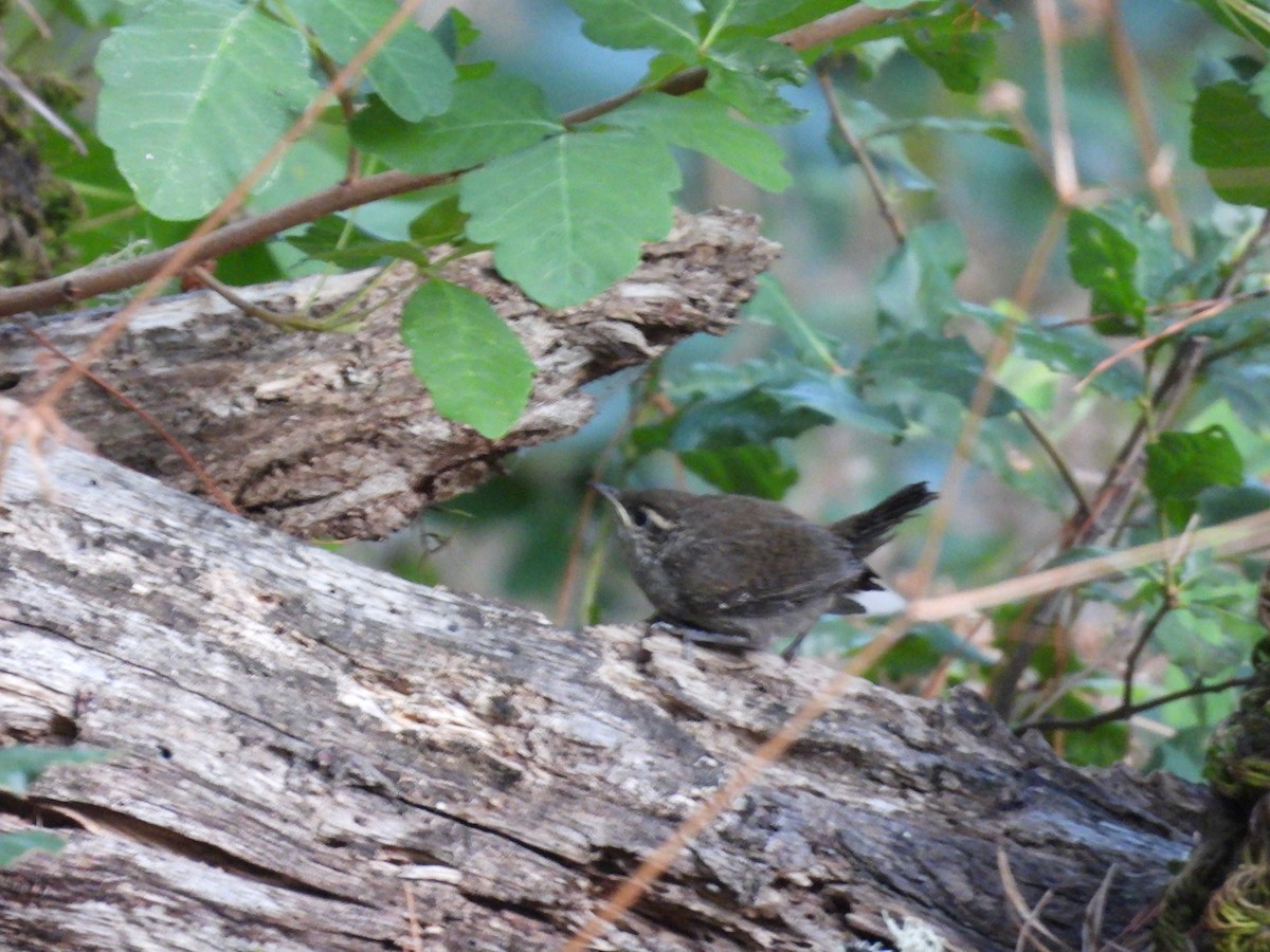 Bewick's Wren - ML638388207