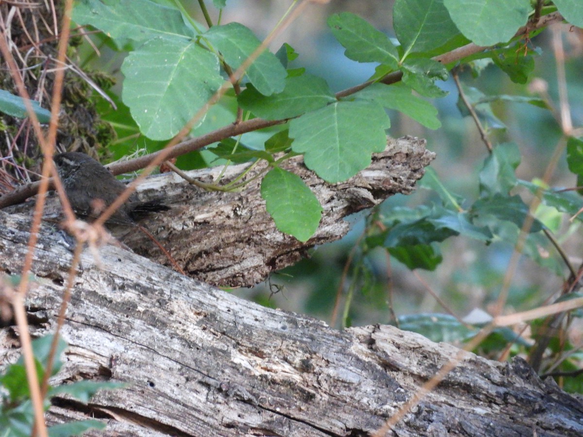 Bewick's Wren - ML638388208