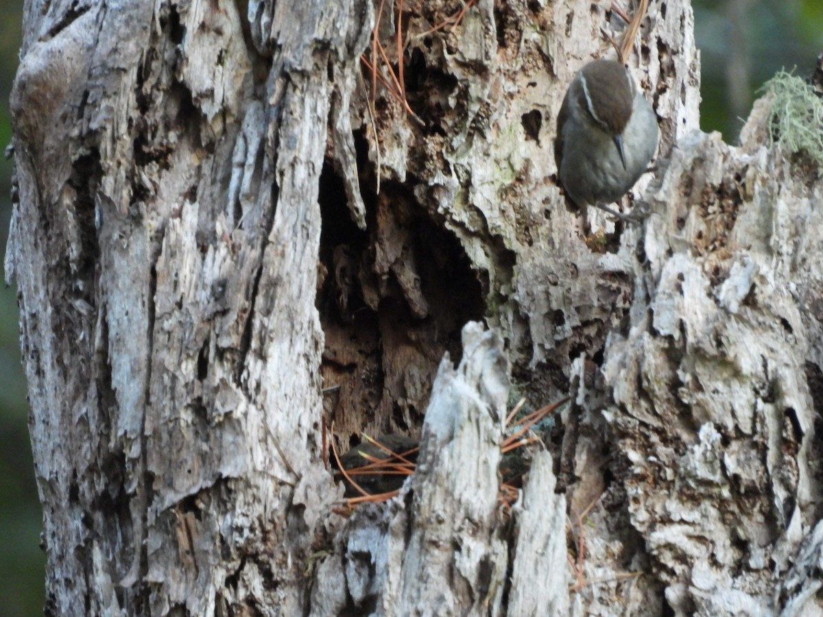 Bewick's Wren - ML638388209