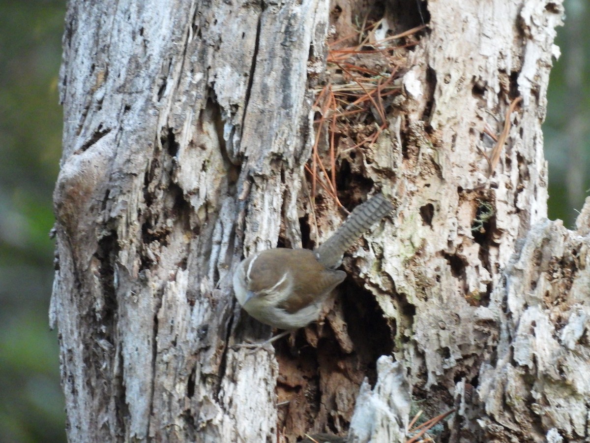 Bewick's Wren - ML638388210