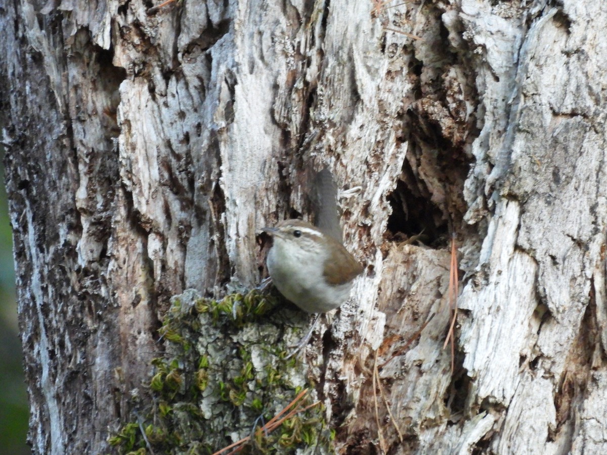 Bewick's Wren - ML638388211