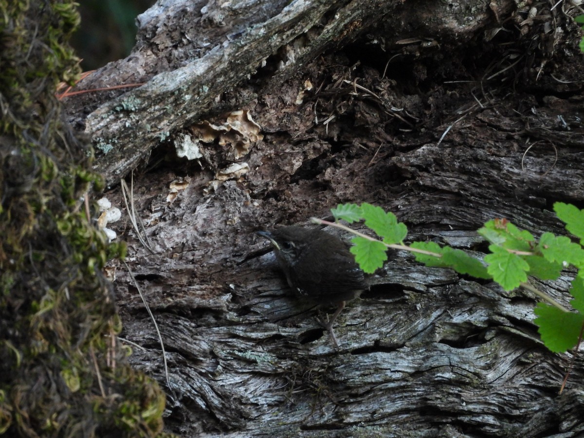 Bewick's Wren - ML638388212