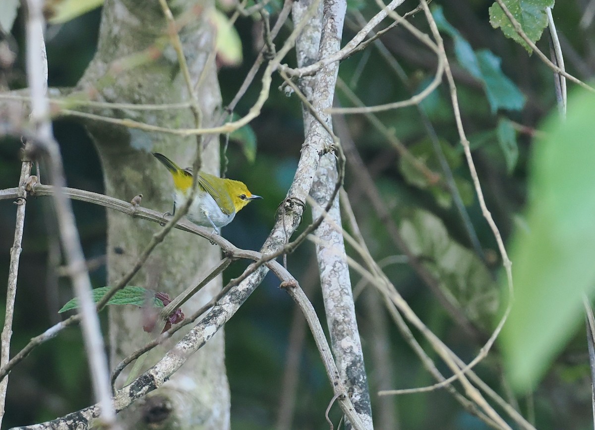 Yellow-spectacled Heleia - ML638388213
