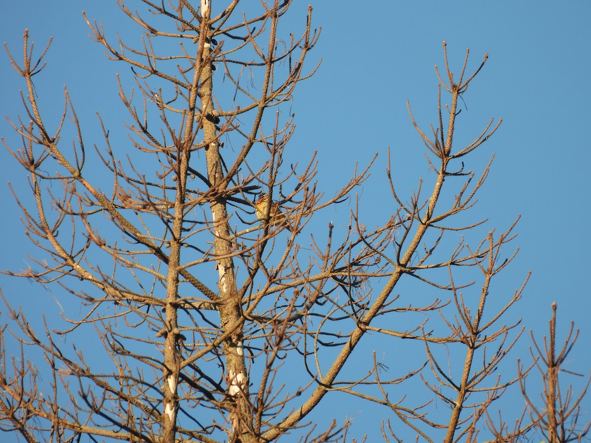Black-headed Grosbeak - ML638388214