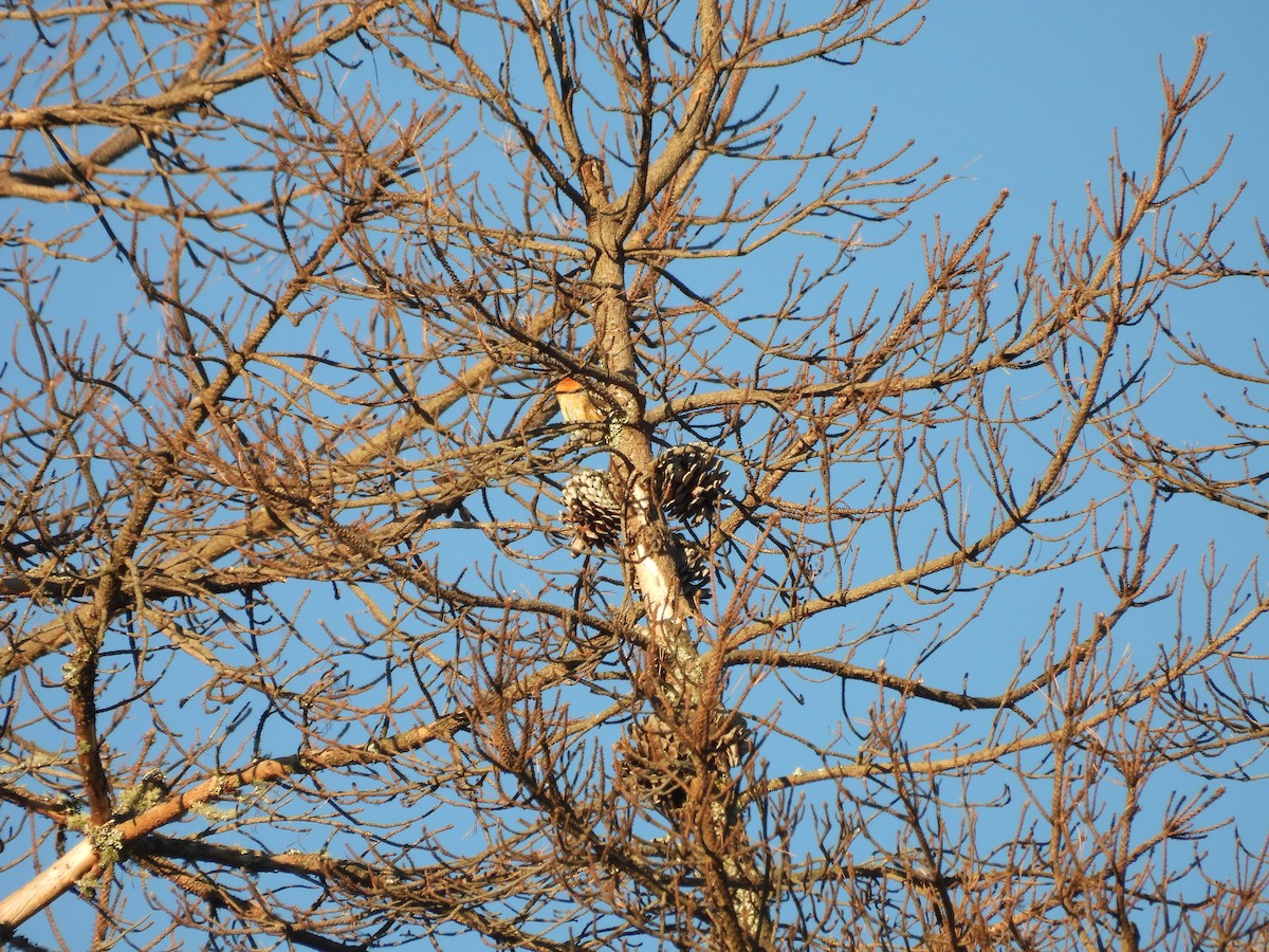 Black-headed Grosbeak - ML638388215