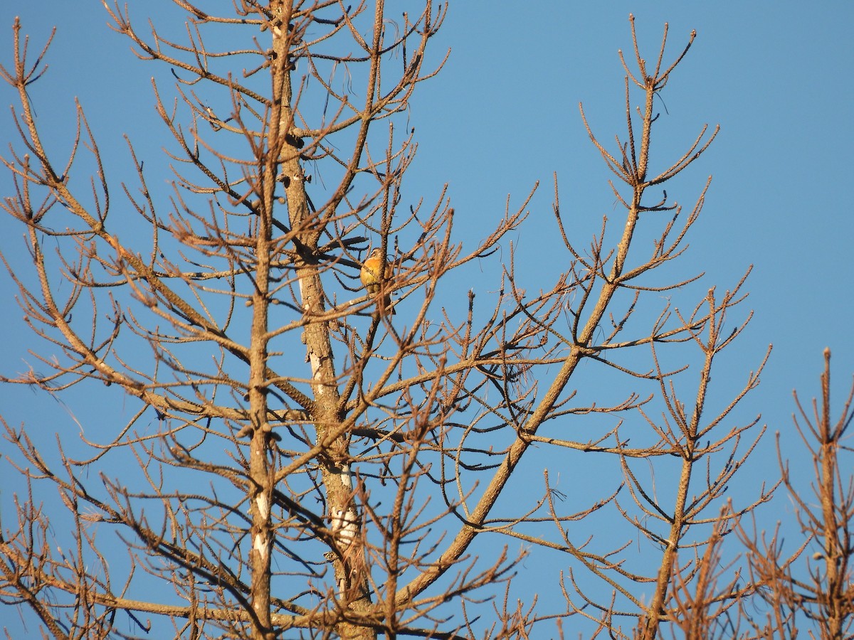 Black-headed Grosbeak - ML638388216