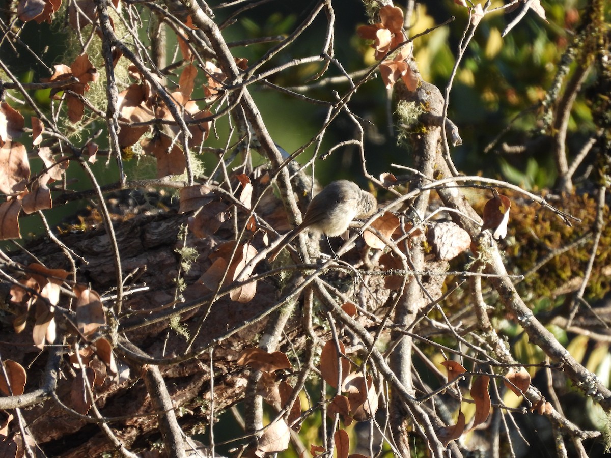 Bushtit - ML638388217