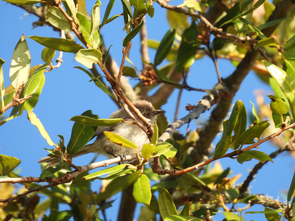 Bushtit - ML638388218