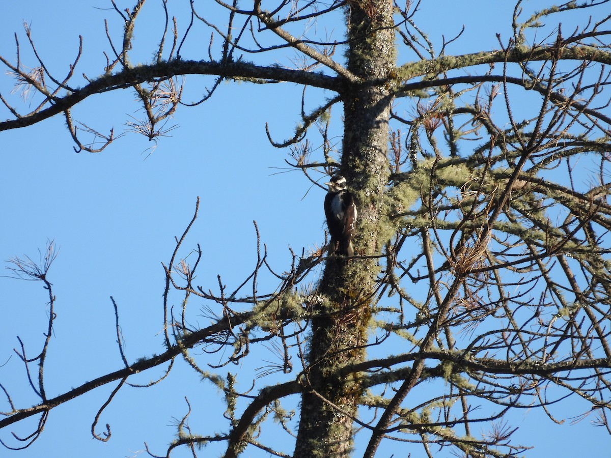 Hairy Woodpecker - ML638388220