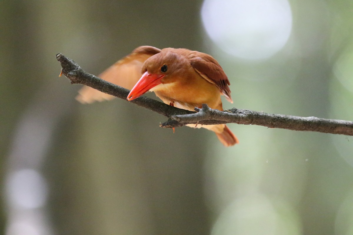 Ruddy Kingfisher - ML638388221