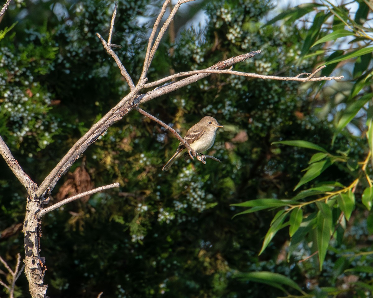Willow Flycatcher - ML638388232