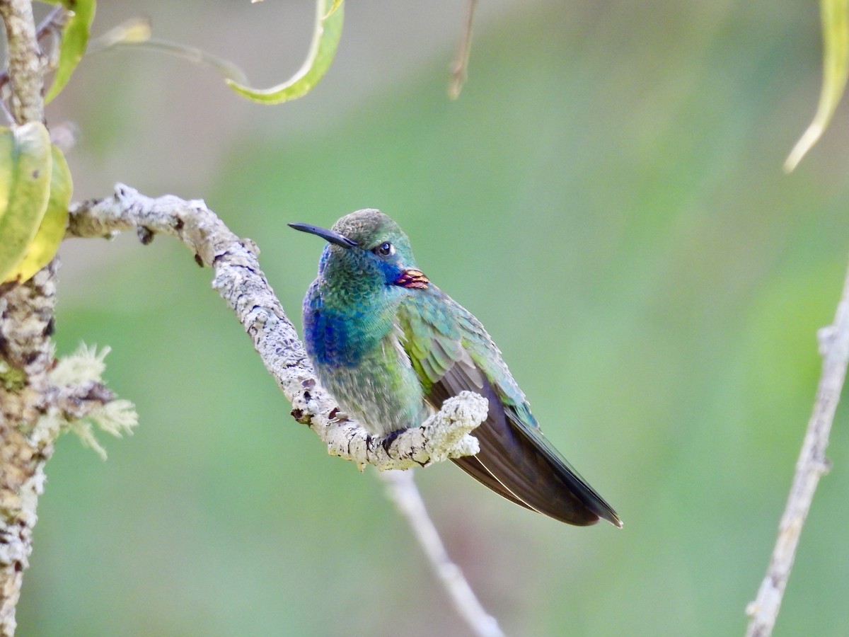 Sapphire-spangled Emerald - ML638388233