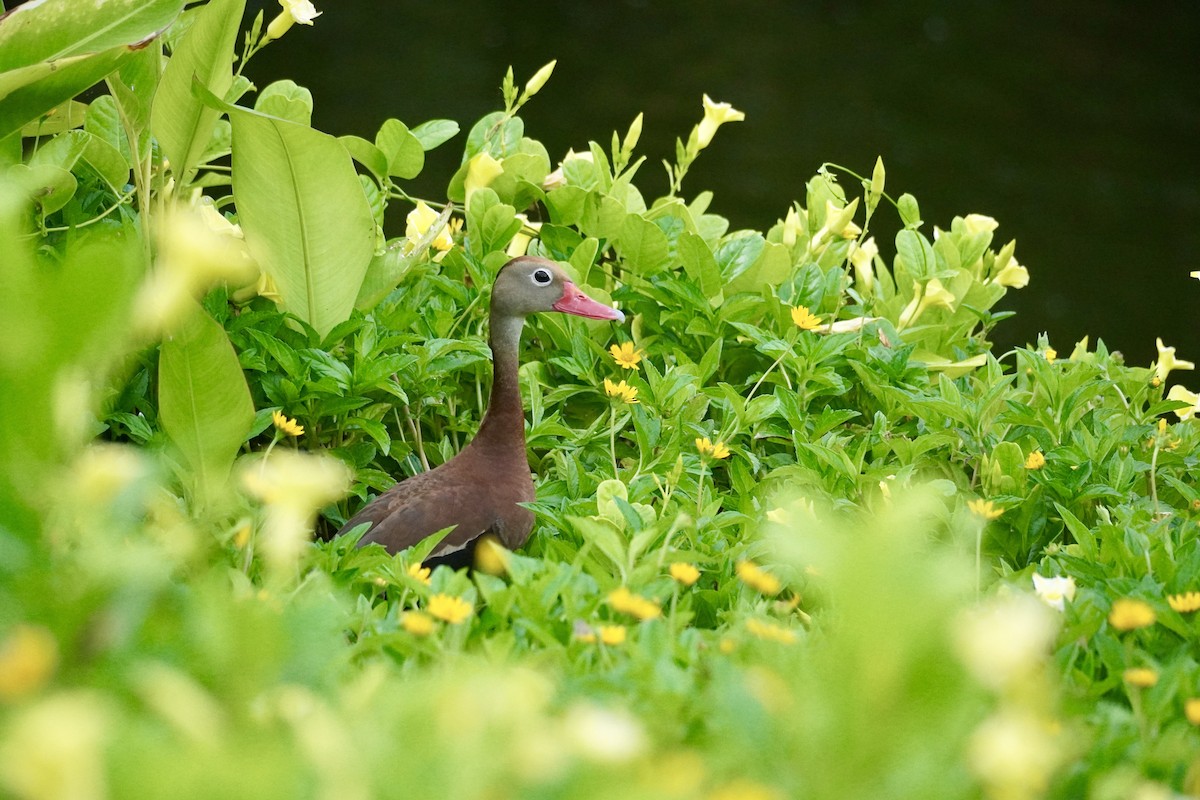 Black-bellied Whistling-Duck - ML638388248