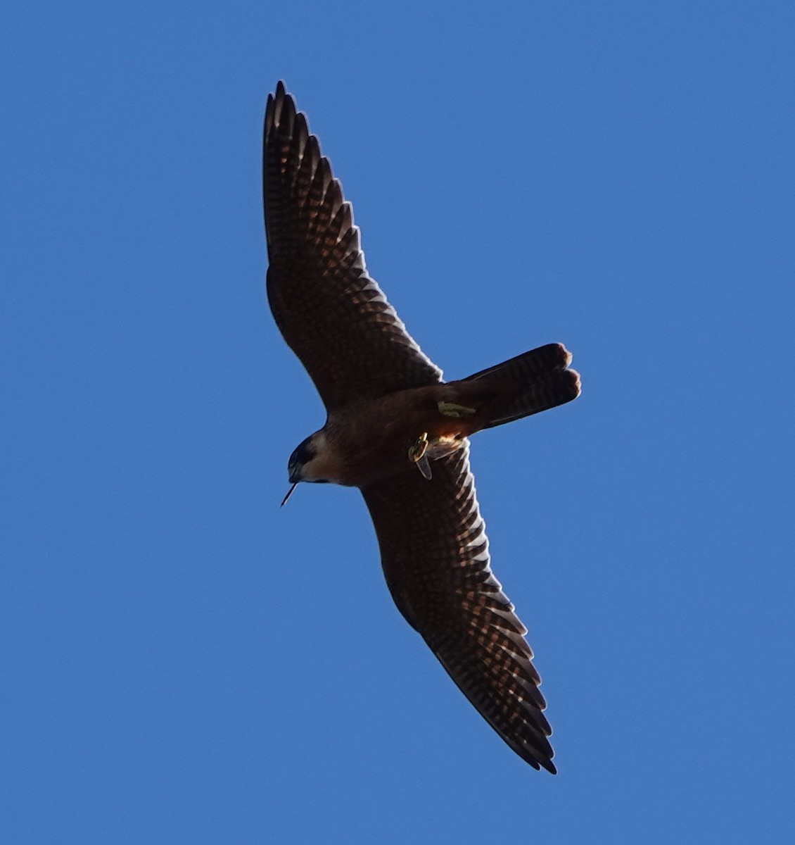 eukalyptusfalk - ML638388284