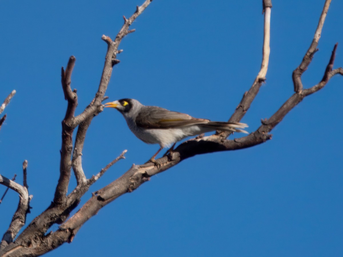 Noisy Miner - ML638388291