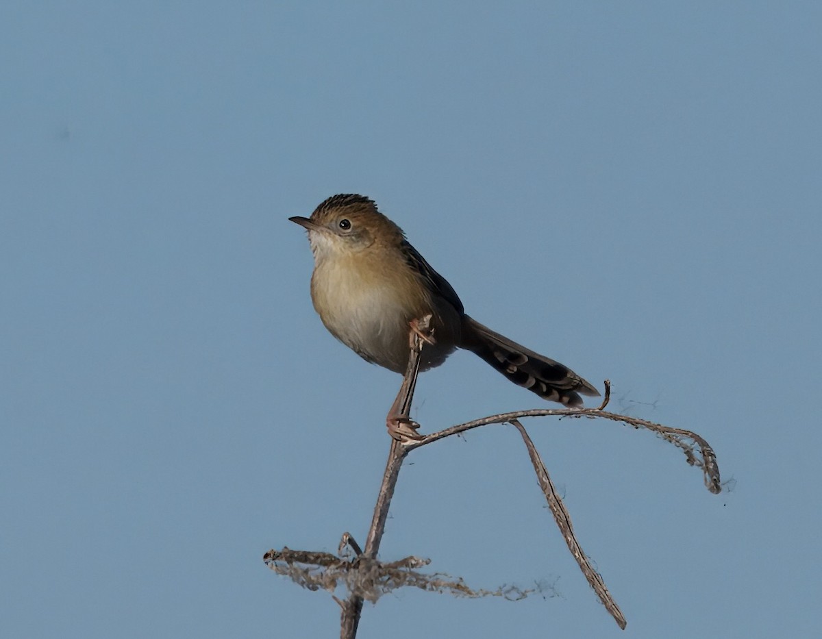 Golden-headed Cisticola - ML638388299