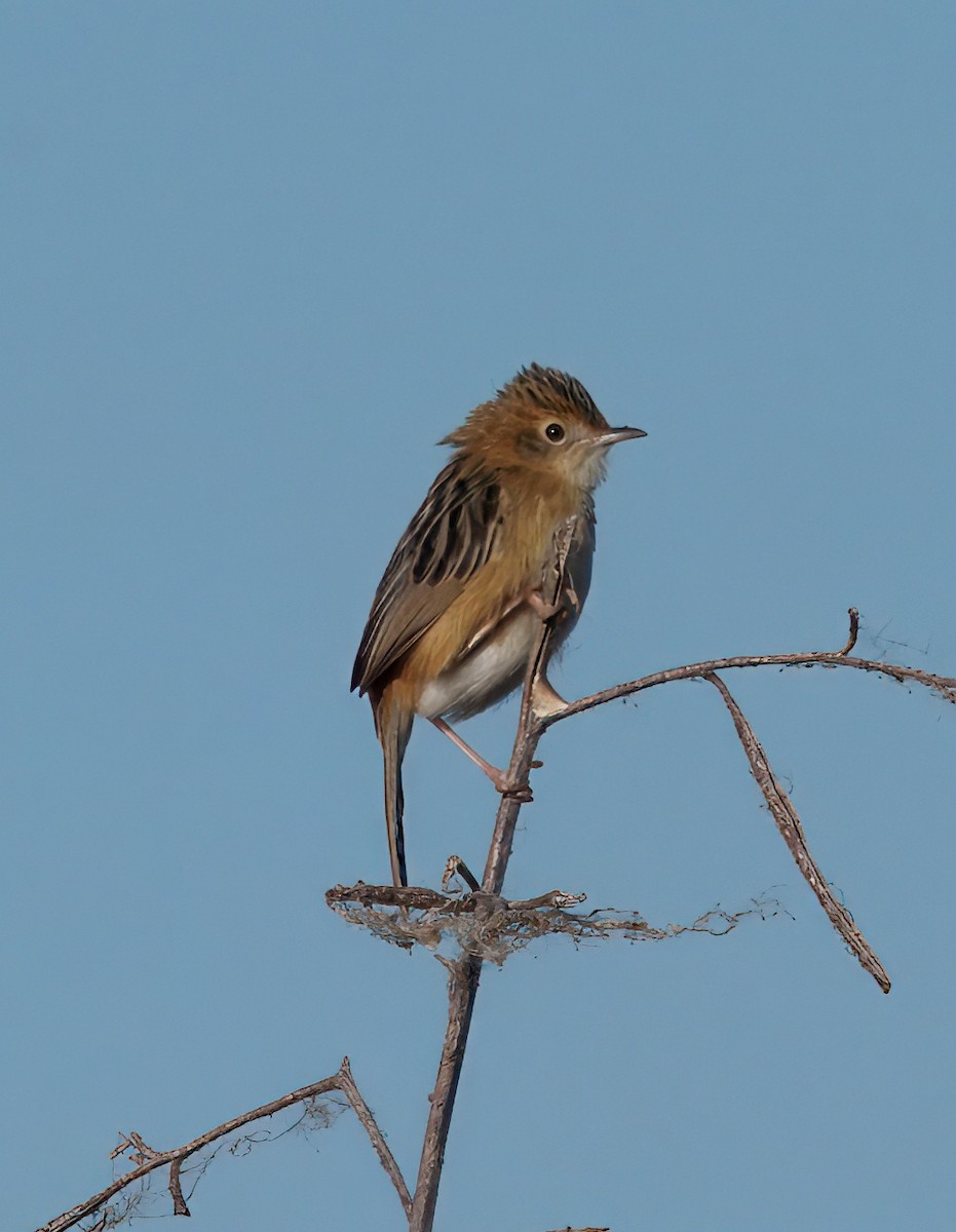Golden-headed Cisticola - ML638388300