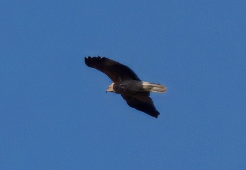 Whistling Kite - ML638388306