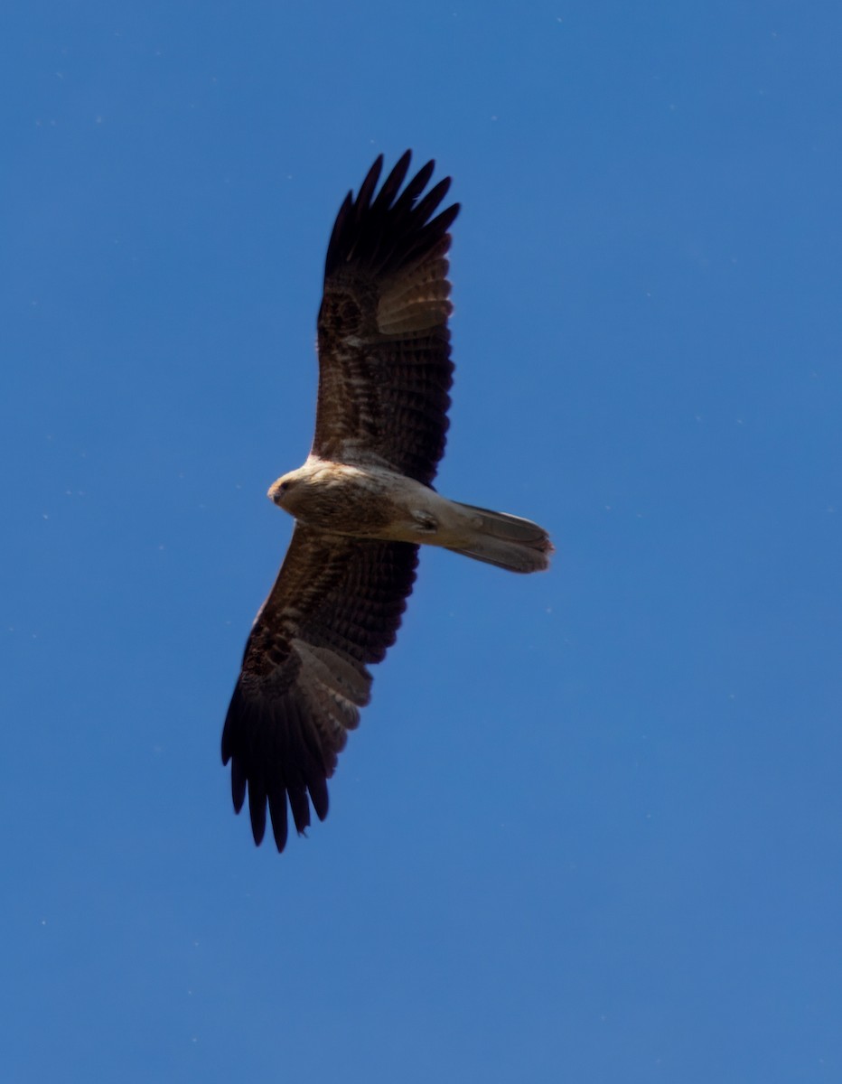 Whistling Kite - ML638388310