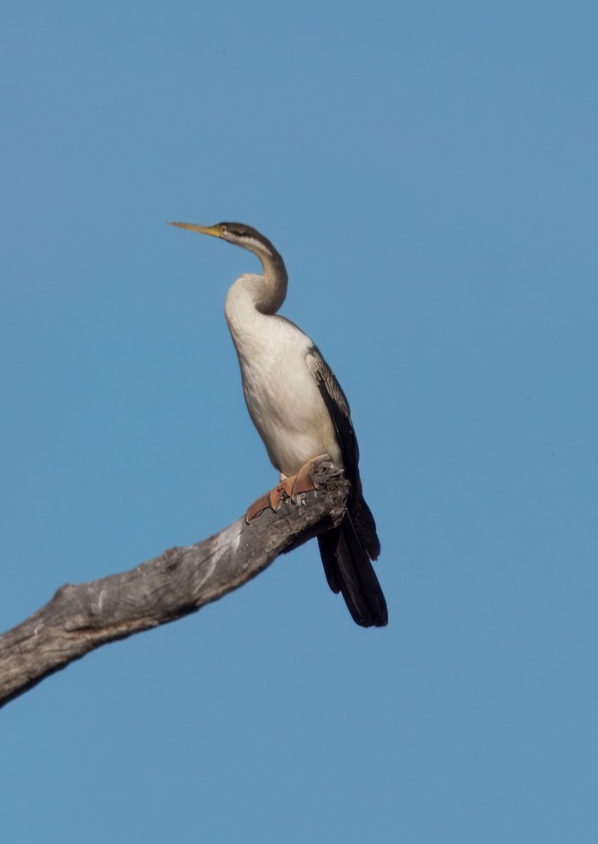 Australasian Darter - ML638388343