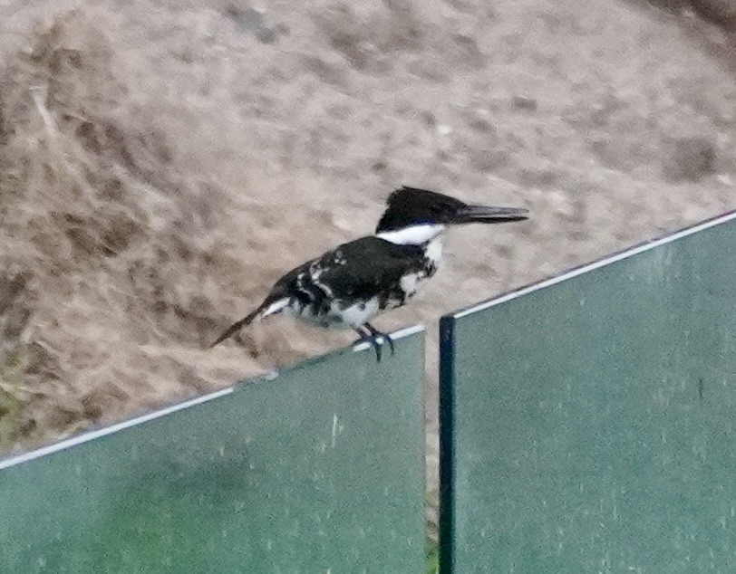 Green Kingfisher - ML638388351