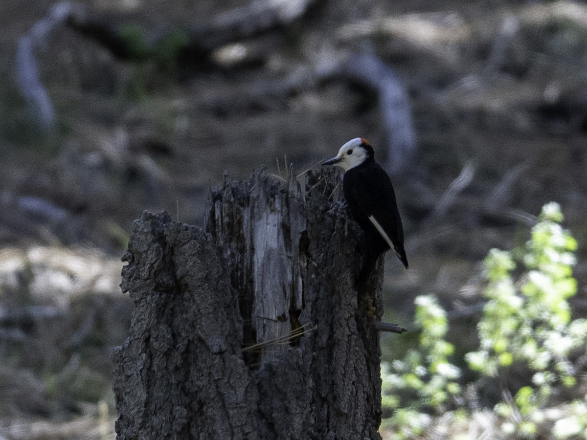 White-headed Woodpecker - ML638388352