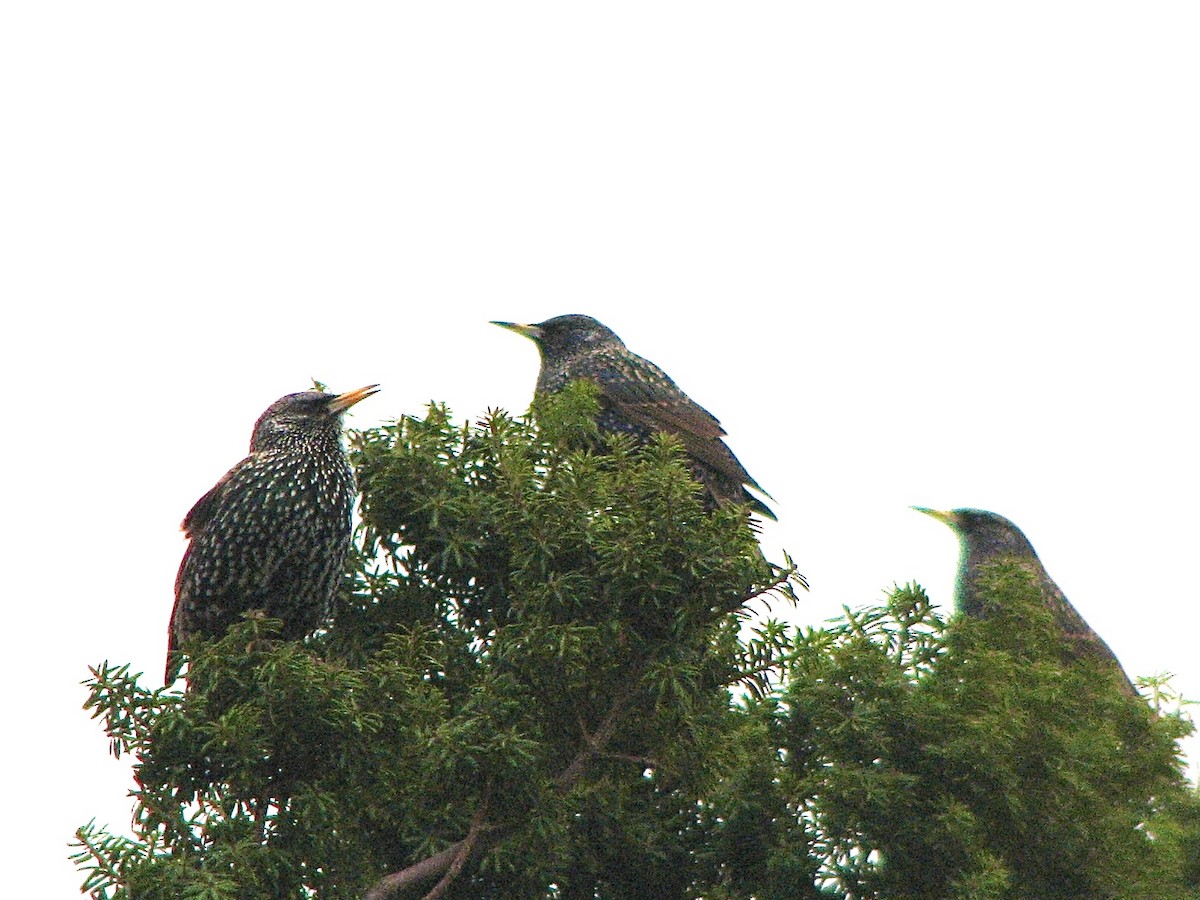Sığırcık - ML638388366