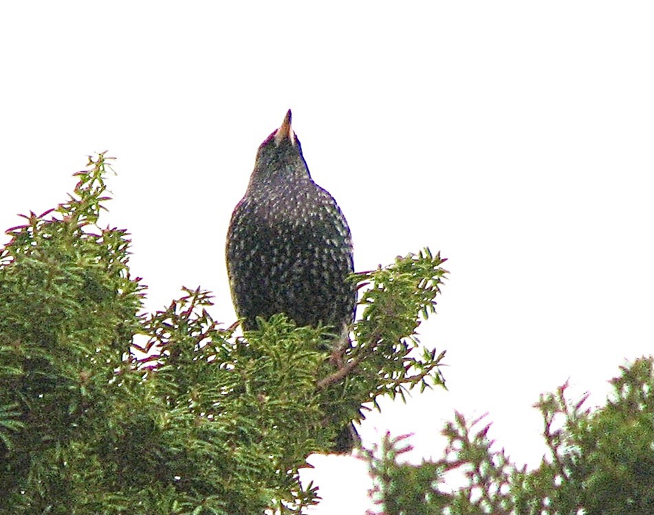 Sığırcık - ML638388367