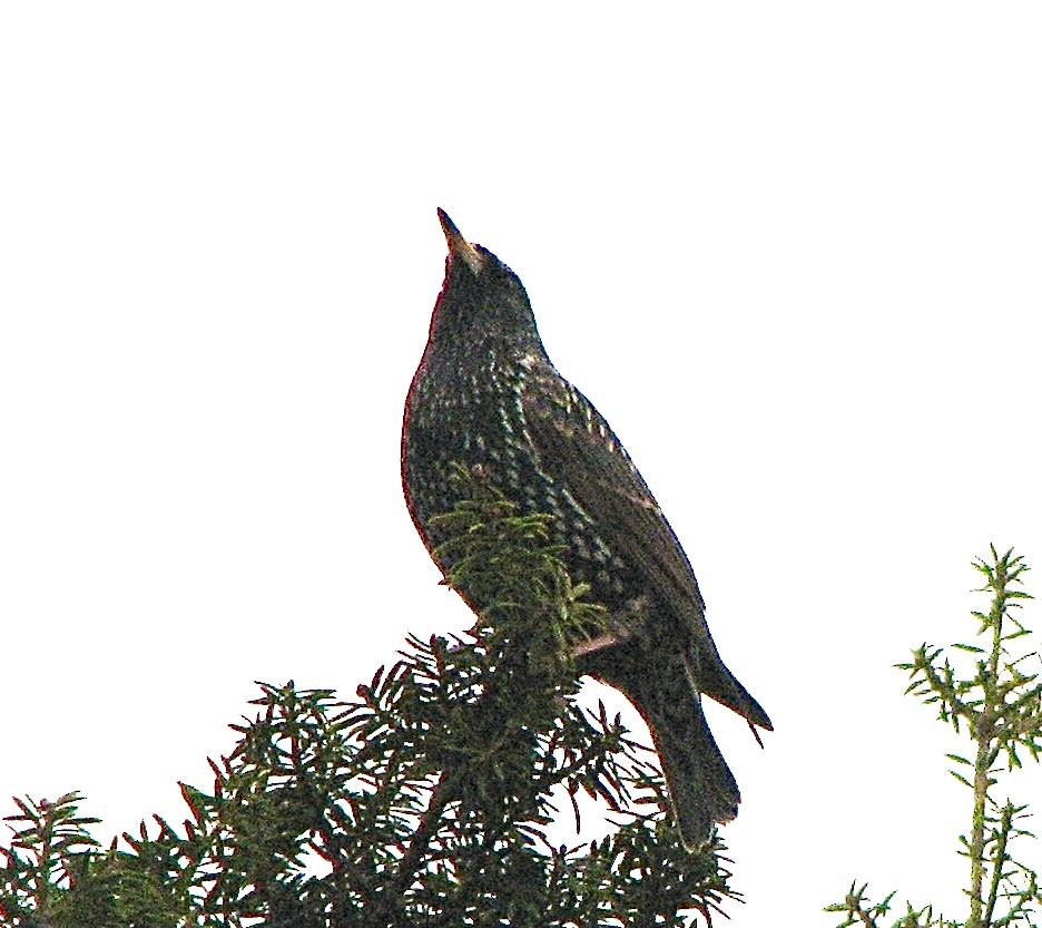 Sığırcık - ML638388369
