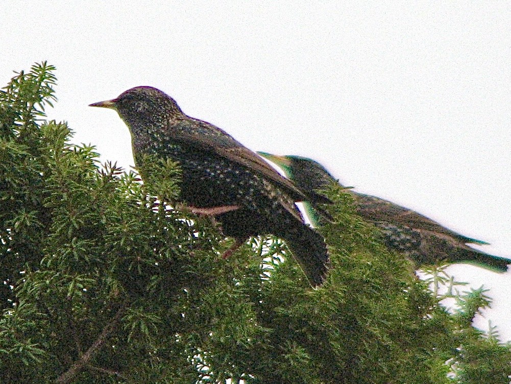 Sığırcık - ML638388371