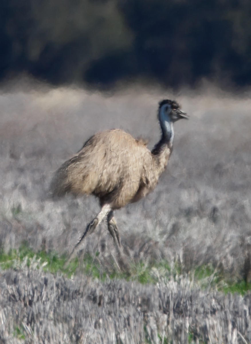 Emu - ML638388375