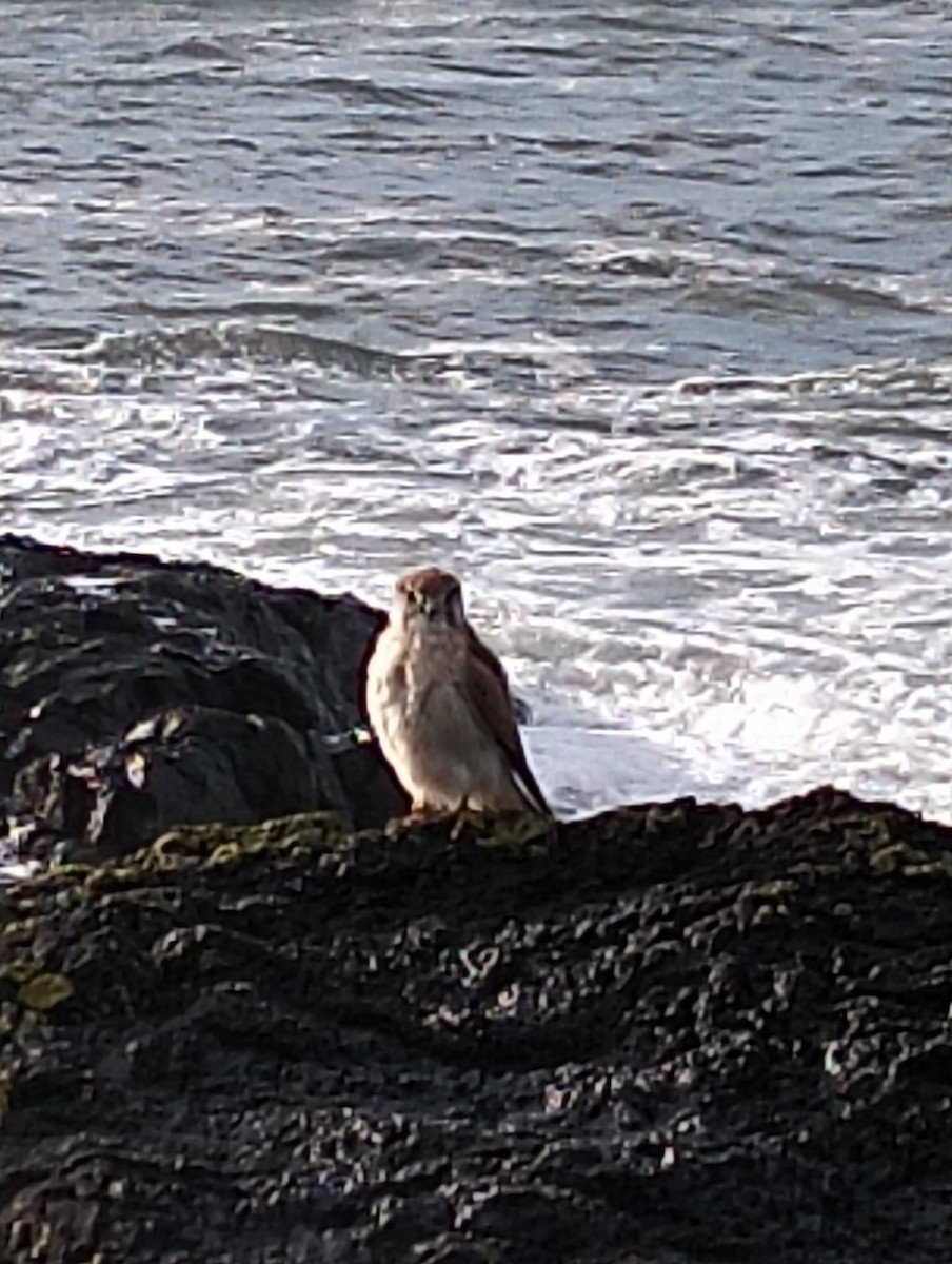 Nankeen Kestrel - ML638388382