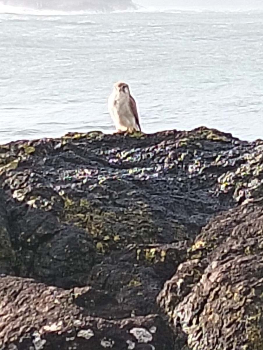 Nankeen Kestrel - ML638388383