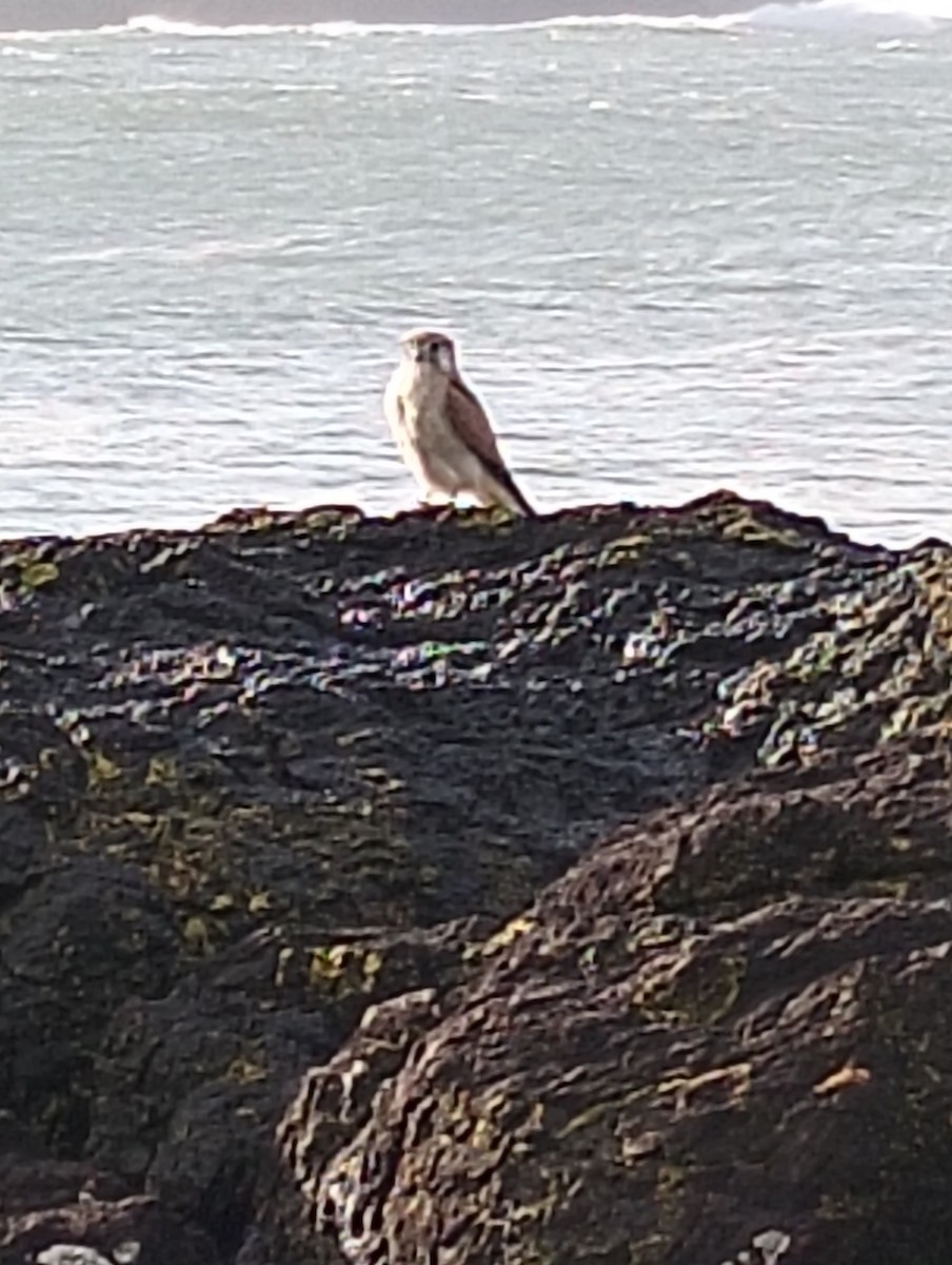 Nankeen Kestrel - ML638388384