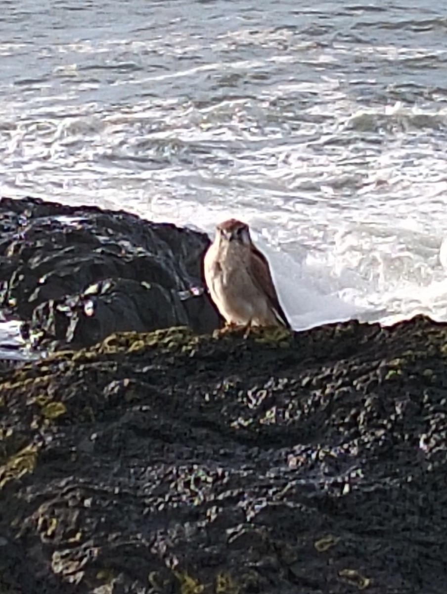 Nankeen Kestrel - ML638388385