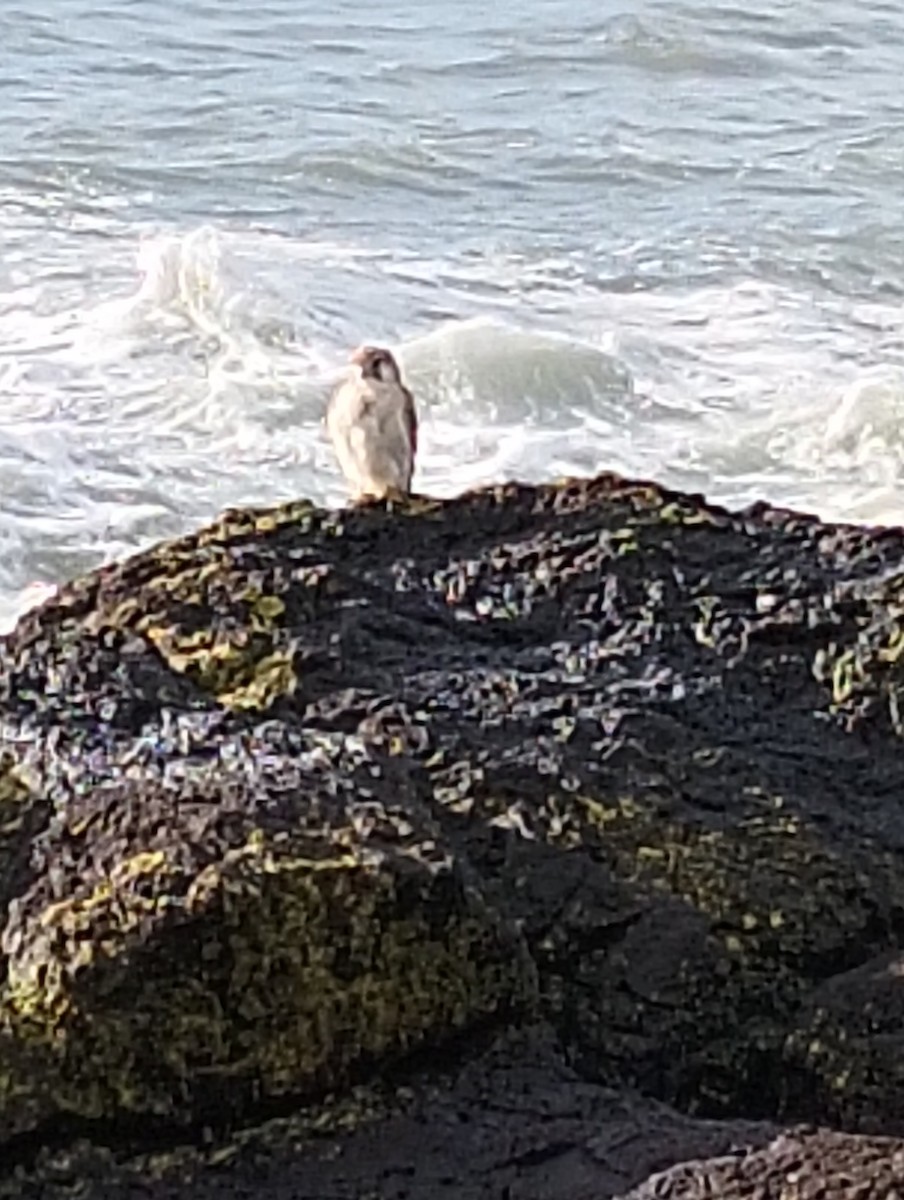 Nankeen Kestrel - ML638388387