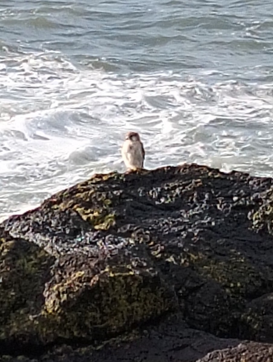 Nankeen Kestrel - ML638388389
