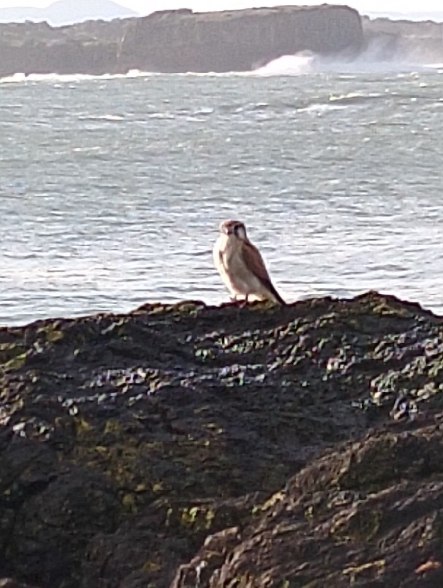 Nankeen Kestrel - ML638388390