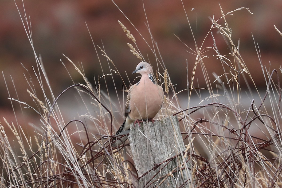 Spotted Dove - ML638388408