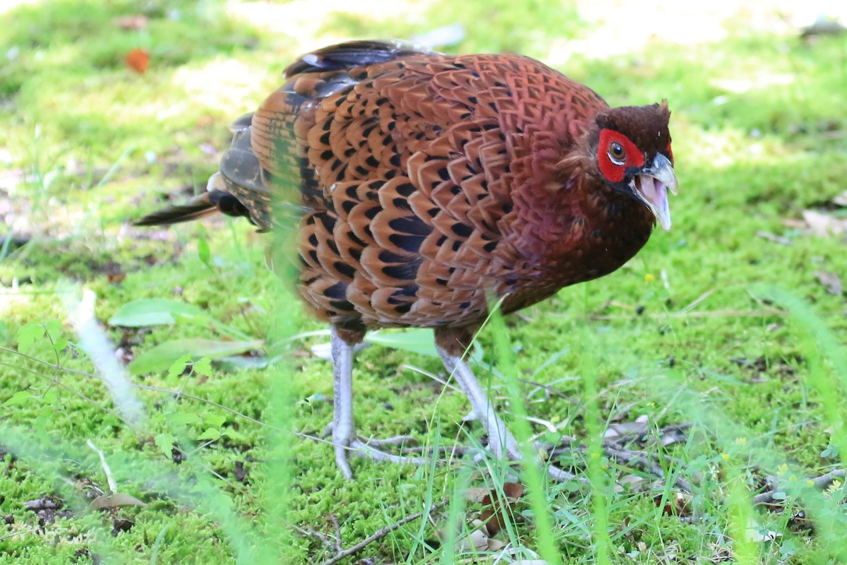 Copper Pheasant - ML638388410
