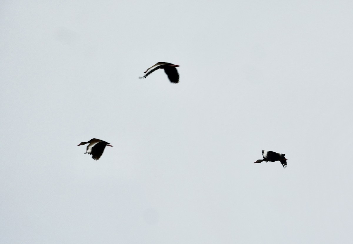 Black-bellied Whistling-Duck - ML638388420