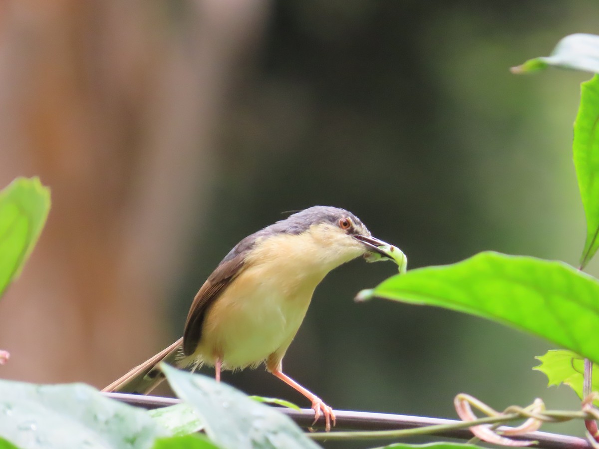 Ashy Prinia - ML638388444