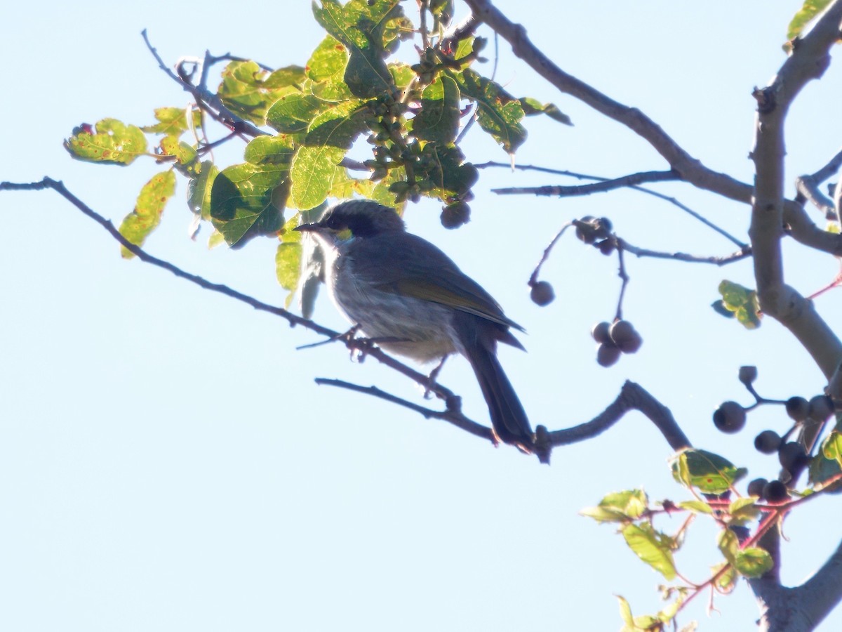 Singing Honeyeater - ML638388451